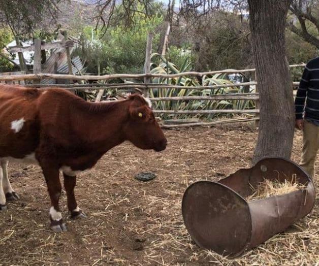‘Seca’ al ganado la falta de lluvias