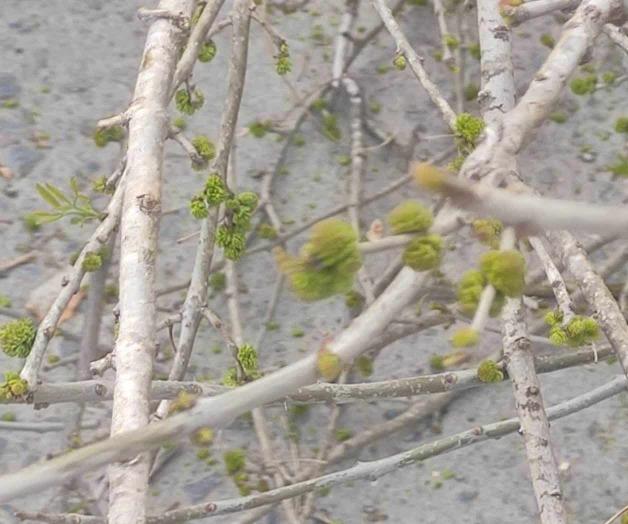 Cortan árboles que apenas reverdecen