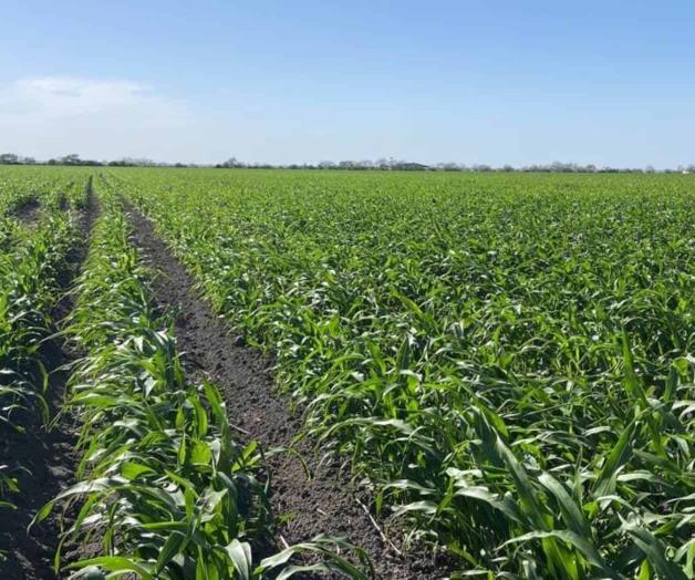 Aparecen los primeros brotes de pulgón verde Aparecen los primeros brotes de pulgón verde