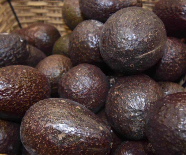 Sin freno los precios del limón y aguacate