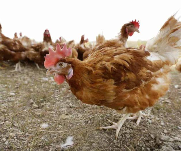 Gripe aviar obligará a sacrificar millones de aves en Iowa