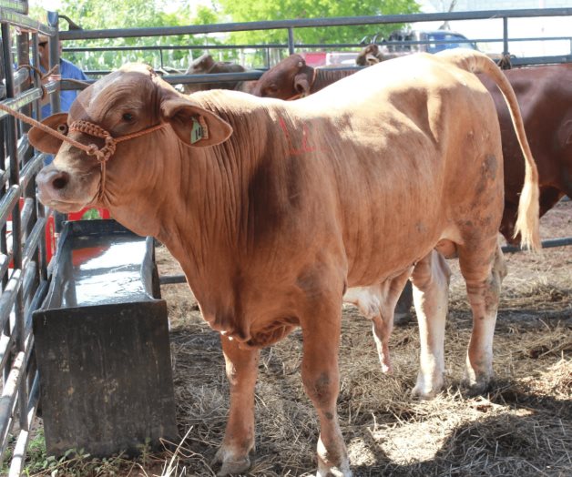 Mejora precio del ganado