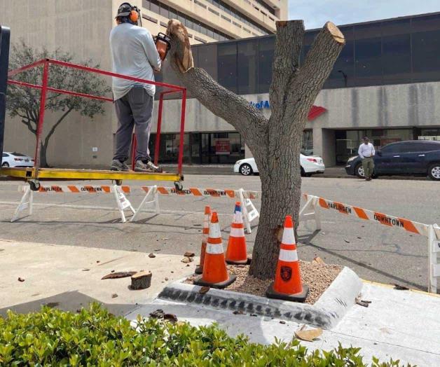 Convierten en obras de arte los árboles muertos