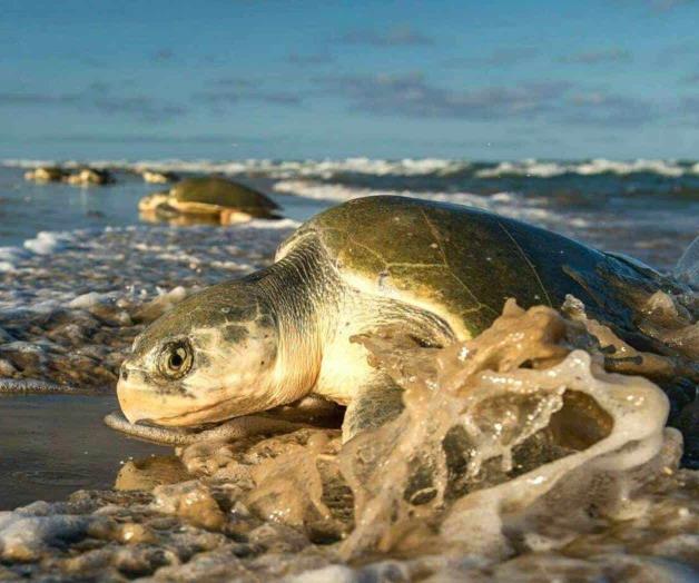 Tortugas al patíbulo