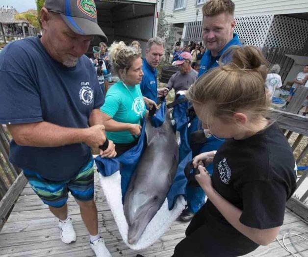 Arriba a su nueva casa: Rehabilitan delfín en Texas