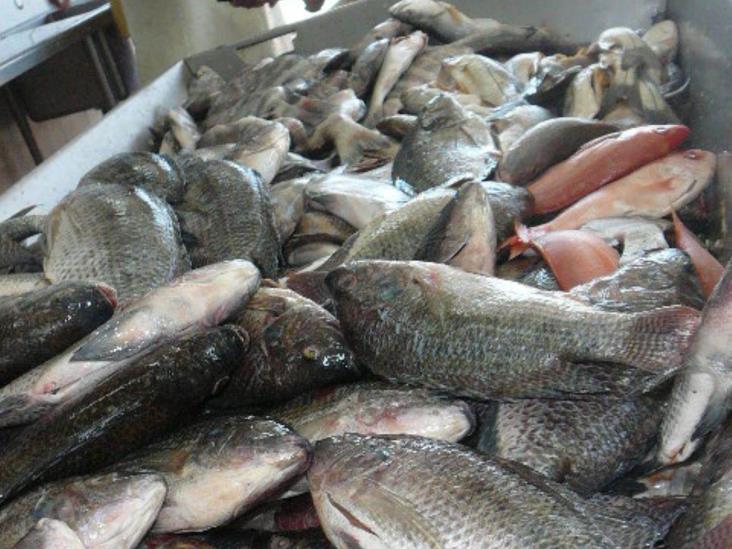 Monitorean venta de pescados y mariscos