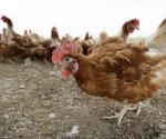 Sacrifican millones de aves por gripe aviar en Iowa