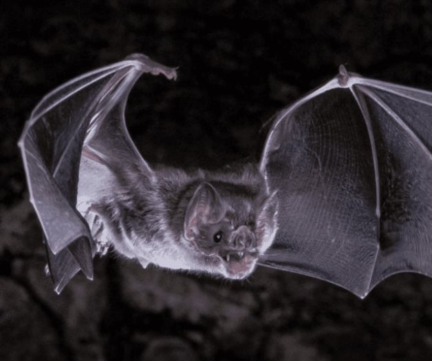 Descubren cómo los murciélagos vampiros adquirieron el gusto por la sangre Descubren cómo los murciélagos vampiros adquirieron el gusto por la sangre