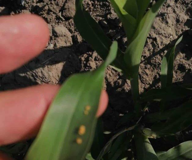 Encienden alarmas por pulgón amarillo