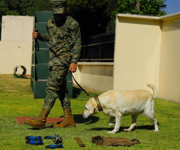 Reapareció Frida, vivita y coleando