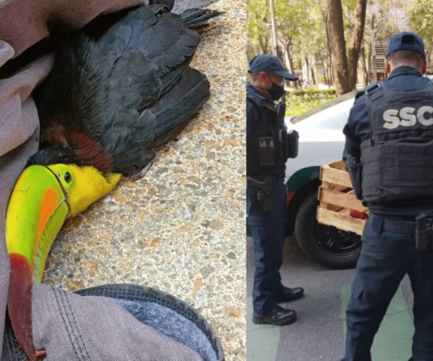Mujer halla tucán en Reforma, lo entrega a SSC; policías lo extravían Mujer halla tucán en Reforma, lo entrega a SSC; policías lo extravían