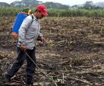 Multiplican el precio de fertilizantes