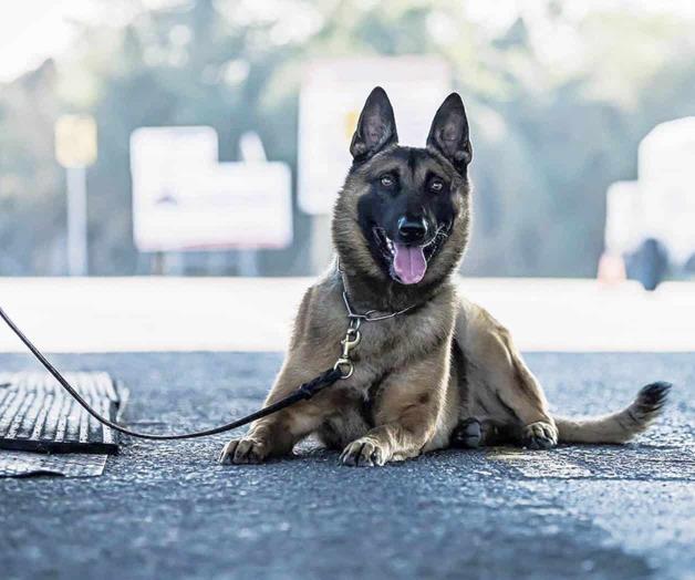 Agente canino detecta ‘meta’ entre la basura Agente canino detecta ‘meta’ entre la basura