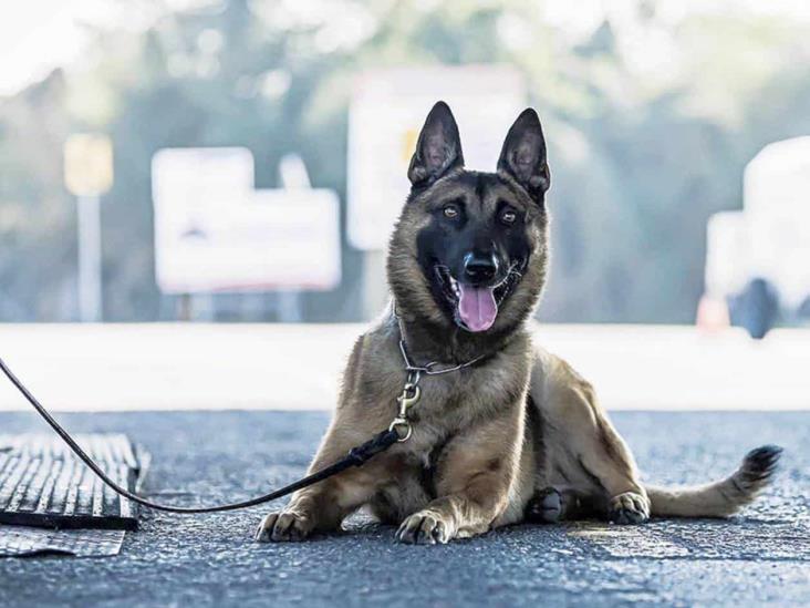 Agente canino detecta ‘meta’ entre la basura Agente canino detecta ‘meta’ entre la basura
