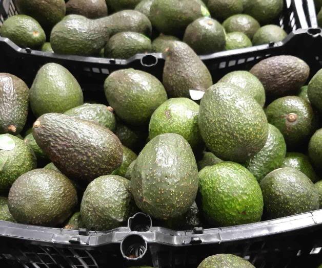 Aguacate tiene precio histórico