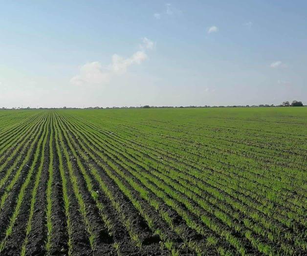 Buscan salvar el sorgo productores agrícolas