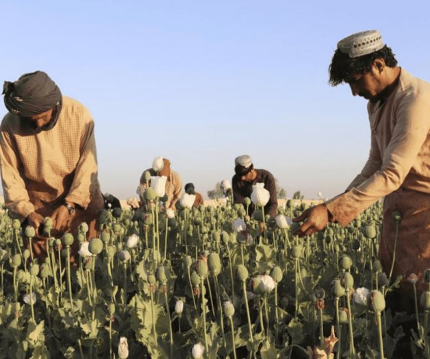 Afganistán anuncian la prohibición de la producción de amapola Afganistán anuncian la prohibición de la producción de amapola