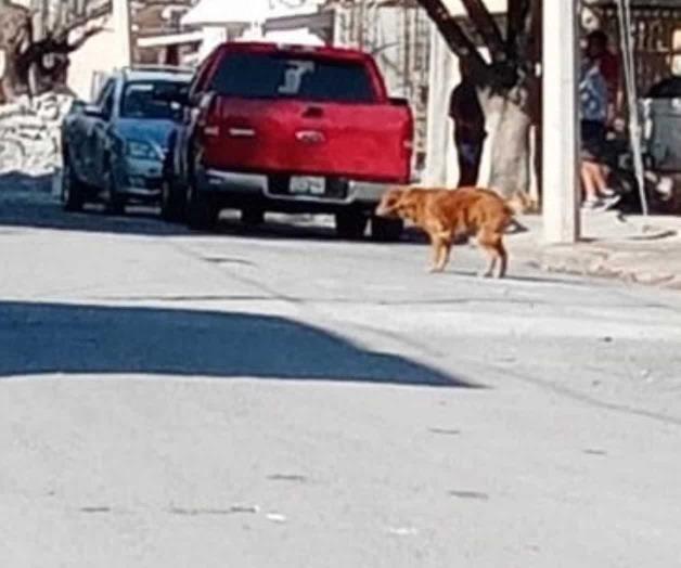 Provocan perros sueltos temor entre los peatones