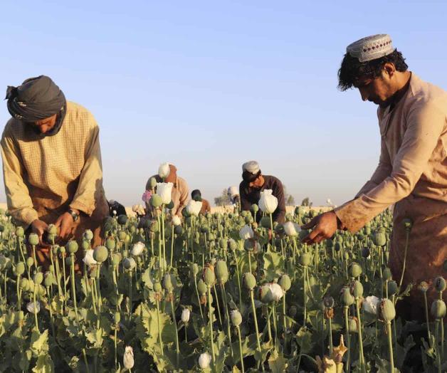 Prohíben talibanes producir amapola Prohíben talibanes producir amapola