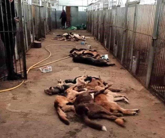 Hallan en Ucrania 300 perros  muertos en refugio abandonado
