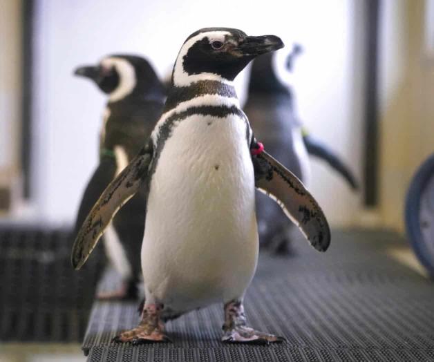 Zoológicos de EU resguardan a sus aves por la gripe aviar