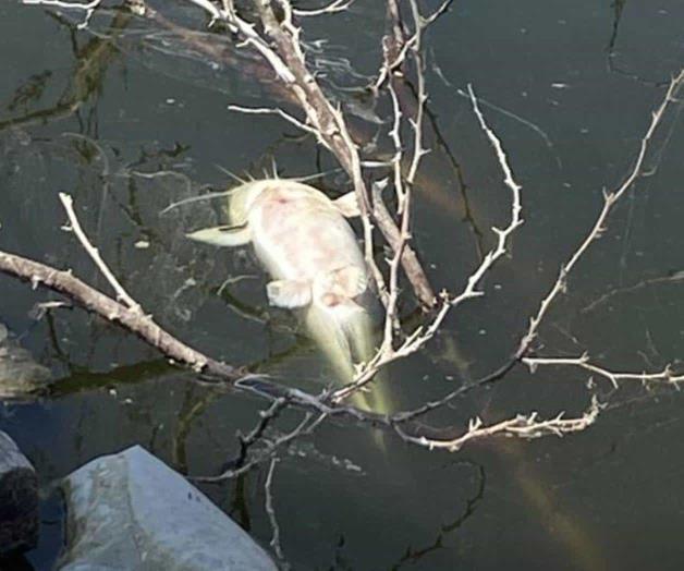 Investigan mortandad de peces