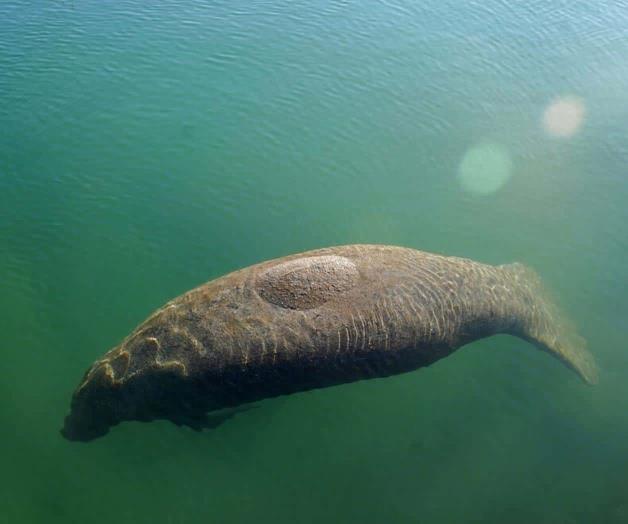 Acaba programa experimental que alimentaba a los manatíes de Florida
