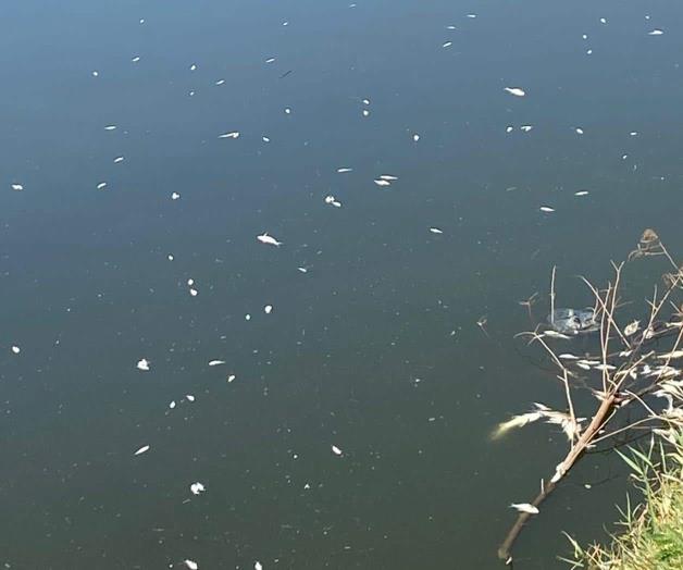 Analizan calidad del agua, tras decenas de peces muertos Analizan calidad del agua, tras decenas de peces muertos
