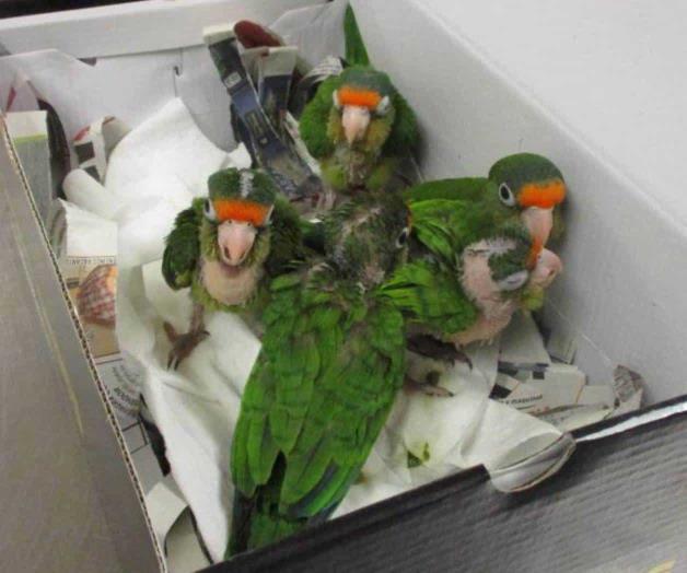 Descubren cinco loros vivos en caja de zapatos