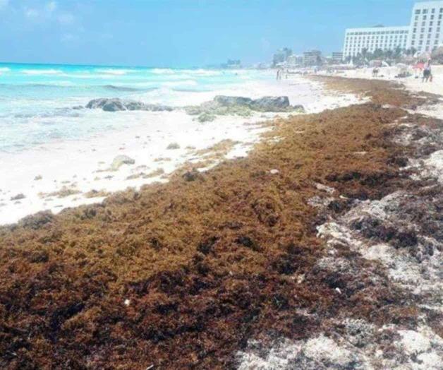 El sargazo acosa de nuevo al Caribe mexicano: “La amenaza más grande es la muerte masiva de corales”
