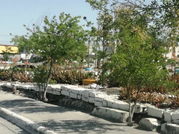 Resienten áreas verdes la sequía