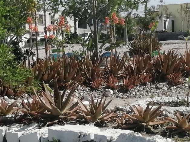 Resienten áreas verdes la sequía