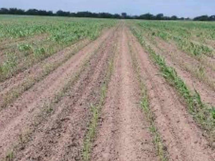 Sorgo en riesgo Sorgo en riesgo