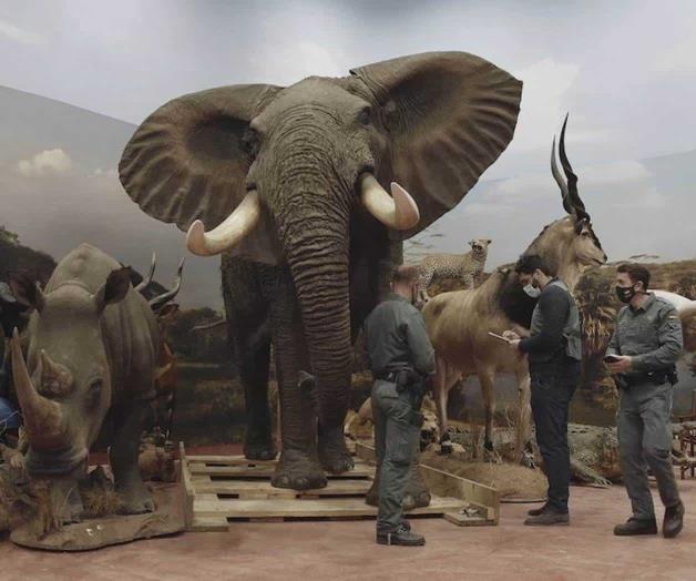 Poseía más de mil animales disecados