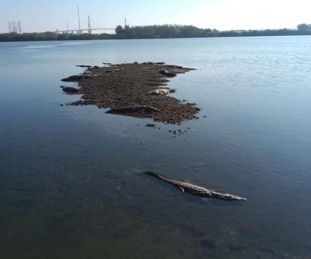 Extremarán medidas para evitar ataques de cocodrilos Extremarán medidas para evitar ataques de cocodrilos