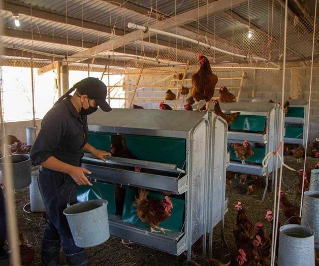 Fortalece áreas de producción en la Facultad de Veterinaria Fortalece áreas de producción en la Facultad de Veterinaria