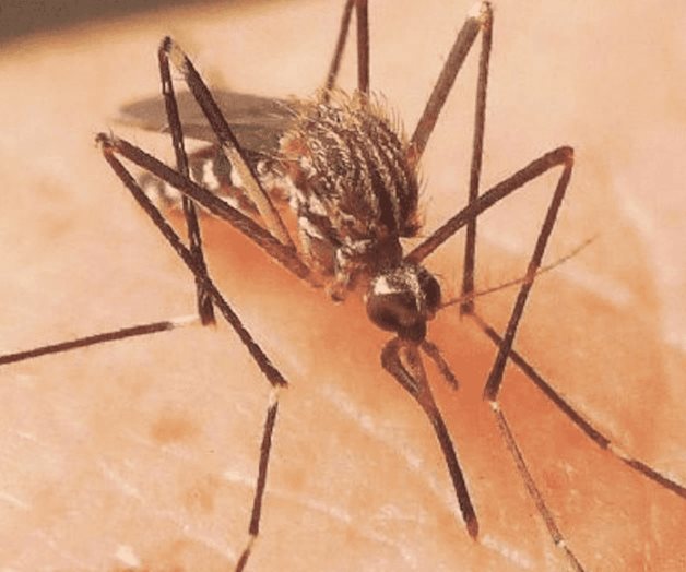 Confirman un caso del Virus del Nilo