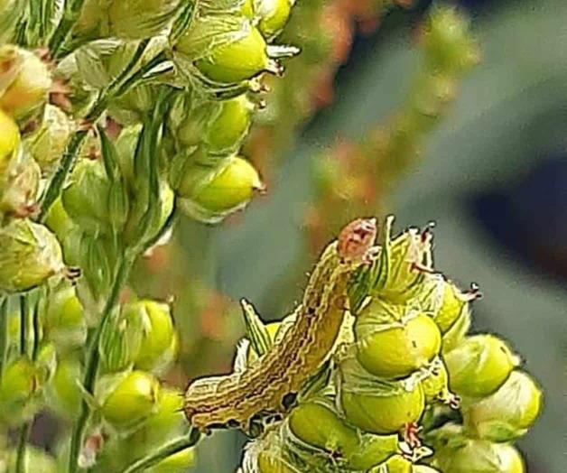 Invade sembradíos el pulgón amarillo