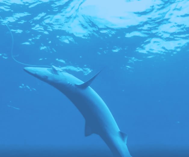 Los tiburones invisibles del Mediterráneo Los tiburones invisibles del Mediterráneo