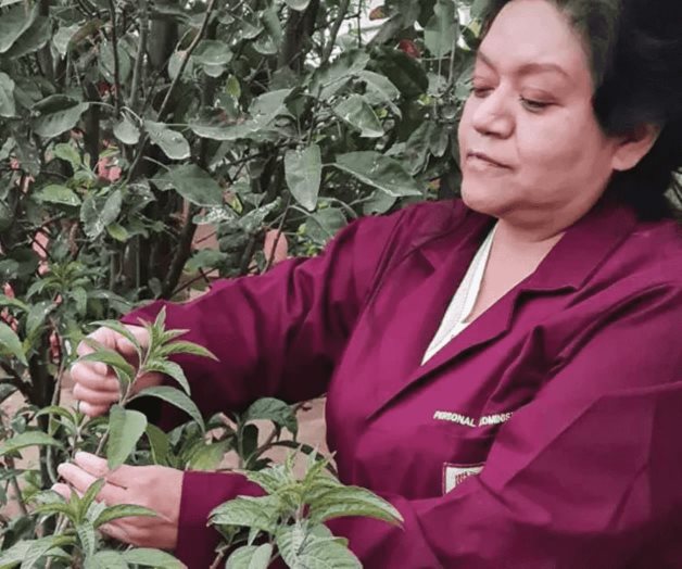 Prueban efectividad de planta medicinal contra cáncer de mama