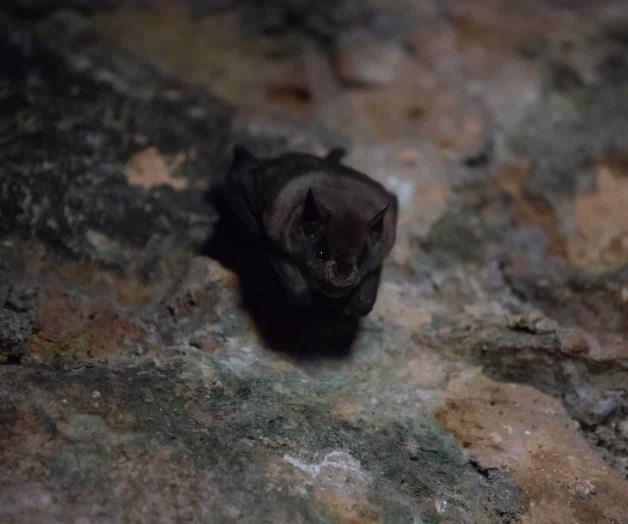 Muere hombre por mordedura de murciélago en Chapala Muere hombre por mordedura de murciélago en Chapala