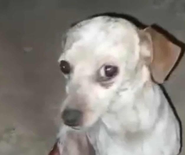 Sufren maltrato y explotación Sufren maltrato y explotación