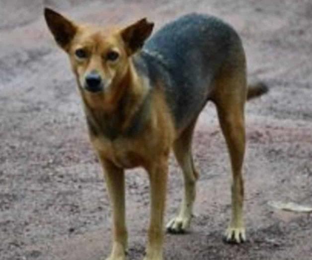 Letra muerta, sanción al maltrato de mascotas Letra muerta, sanción al maltrato de mascotas