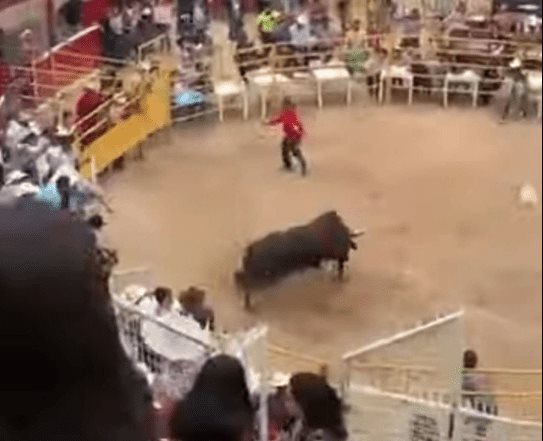 Un toro brinca varias veces sobre un jinete en plaza de Morelia y lo deja grave Un toro brinca varias veces sobre un jinete en plaza de Morelia y lo deja grave