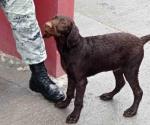 Recibe GN a 3 perros extraviados de E.U