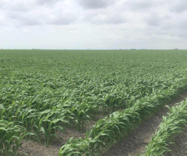 Temen sea menor la producción agrícola