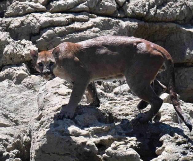 Guía de turistas capta a puma migrante en Chiapas