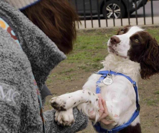 Estudio: Personalidad de perros no depende tanto de su raza