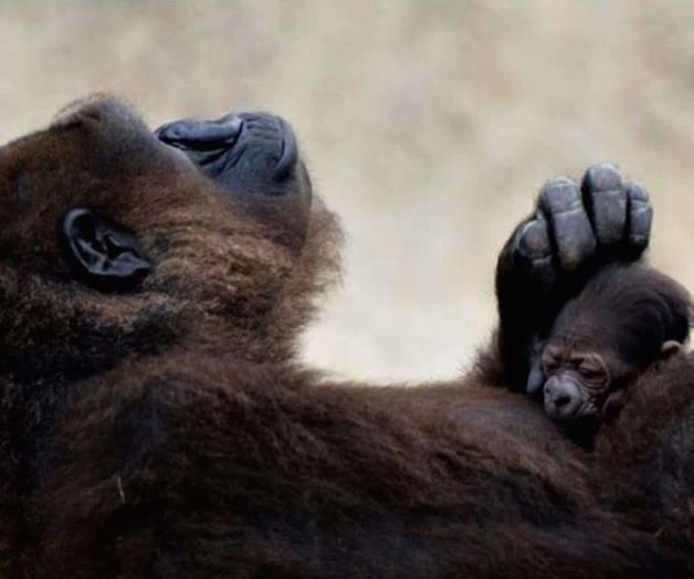 Muere Martha, una gorila  occidental de tierras bajas