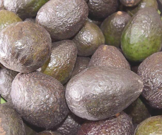 Alcanza el aguacate la barrera de 120 pesos kilo Alcanza el aguacate la barrera de 120 pesos kilo